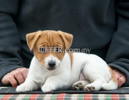 Male and Female Jack Russell Terrier Puppies - 1