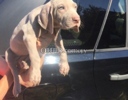 Weimaraner Puppies For Adoption To Any Caring Home - 1