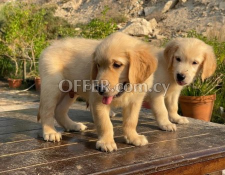 Golden Retriever Puppies - 2