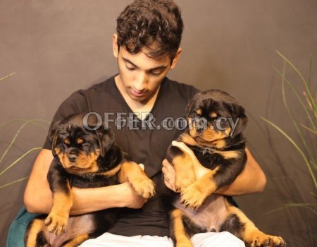 Rottweiler Puppies Available - 2