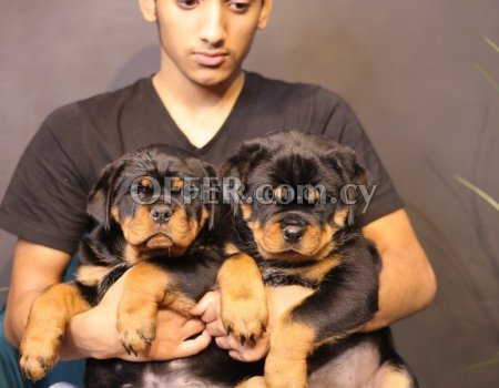 Rottweiler Puppies Available - 1