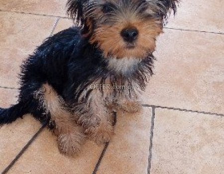 Yorkshire Terrier