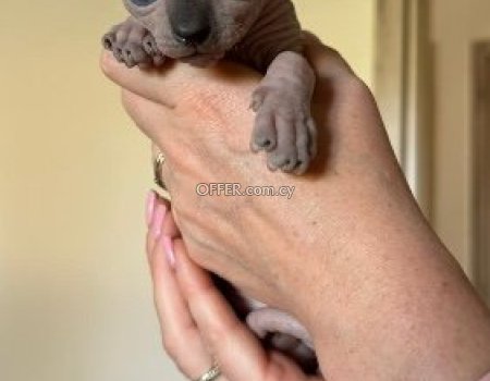 Sphinx male kitten