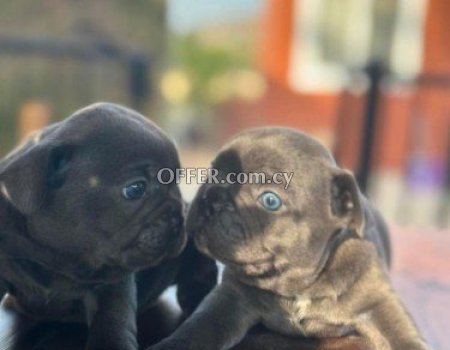 French Bulldog Blue Puppies