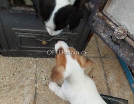 Jack Russell 6 weeks old, very smart, playful and beautiful.200 e.