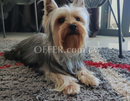 Πωλείται καθαρόαιμο αρσενικό Yorkshire Terrier